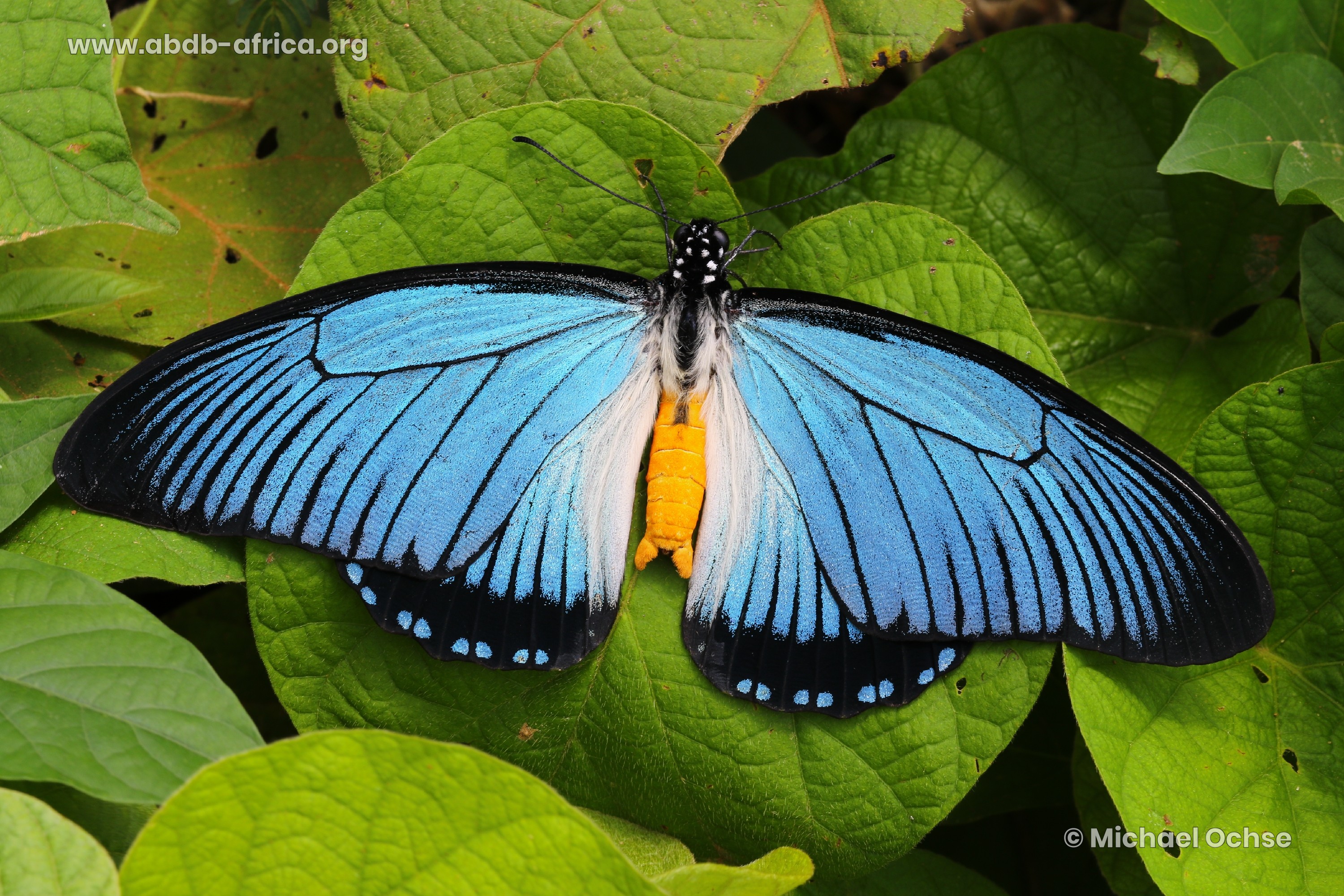 ABDB African Butterfly Database
